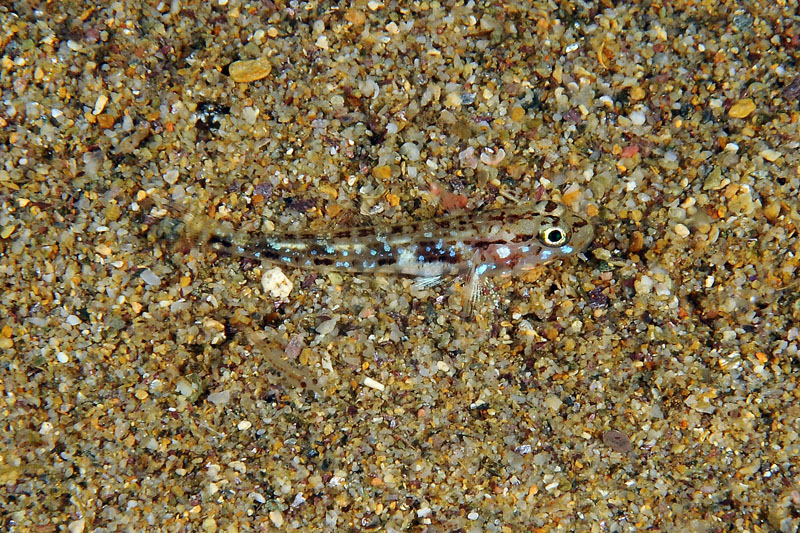 Piccolo gobide da determinare (juvenile Gobius geniporus)